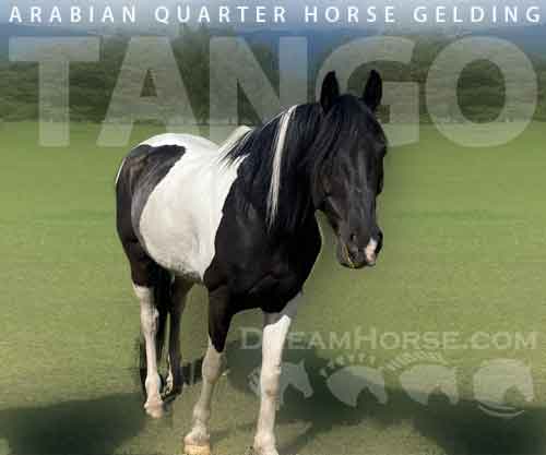 Horse ID: 2273398 Tango
