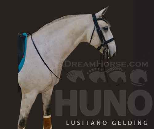 Horse ID: 2273519 Huno