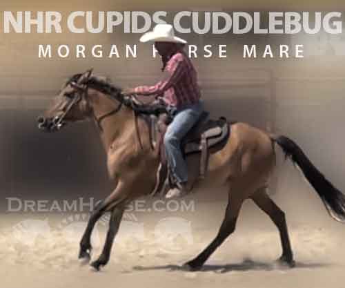 Horse ID: 2273535 NHR Cupids Cuddlebug