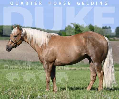 Horse ID: 2273536 Duke 🔥 Chocolate(ing) Palomino Ranch Gelding!