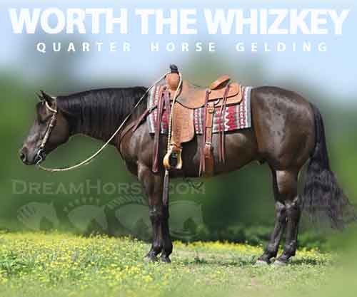 Horse ID: 2273780 WORTH THE WHIZKEY