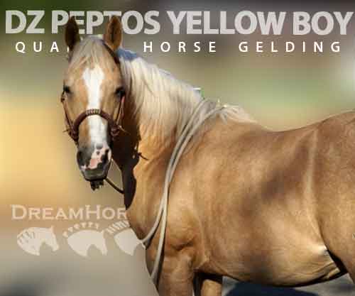 Horse ID: 2273845 DZ PEPTOS YELLOW BOY