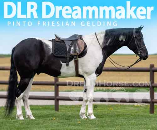 Horse ID: 2273875 DLR Dreammaker