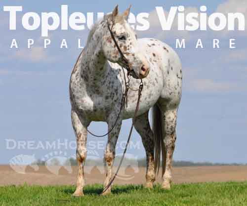 Horse ID: 2273988 Topleuses Vision