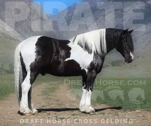 Horse ID: 2274105 Pirate