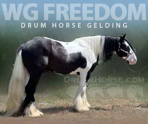 Horse ID: 2274152 WG Freedom