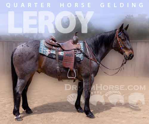 Horse ID: 2274195 LEROY