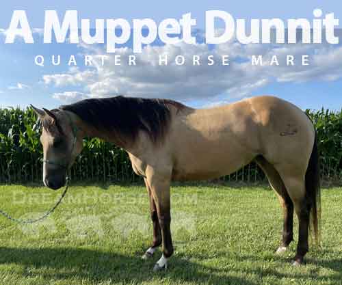 Horse ID: 2274265 A Muppet Dunnit