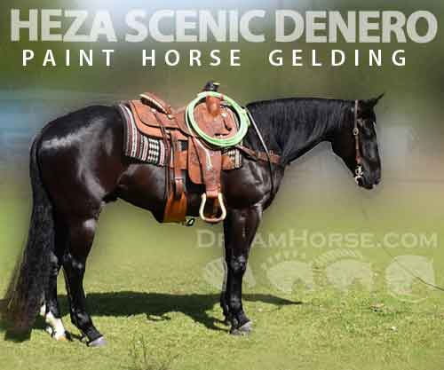 Horse ID: 2274271 HEZA SCENIC DENERO