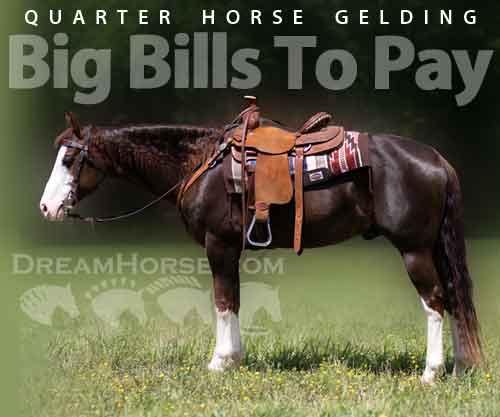 Horse ID: 2274294 Big Bills To Pay