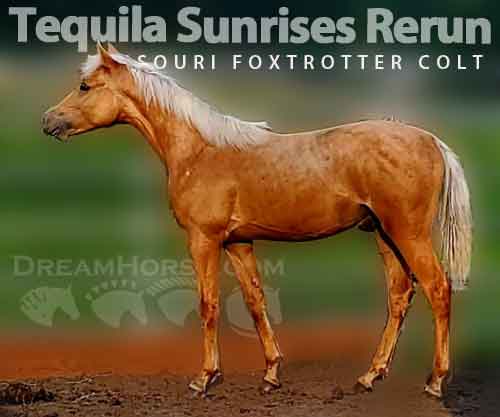 Horse ID: 2274307 Tequila Sunrises Rerun