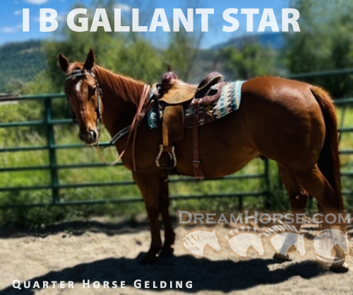 Horse ID: 2274324 I B GALLANT STAR