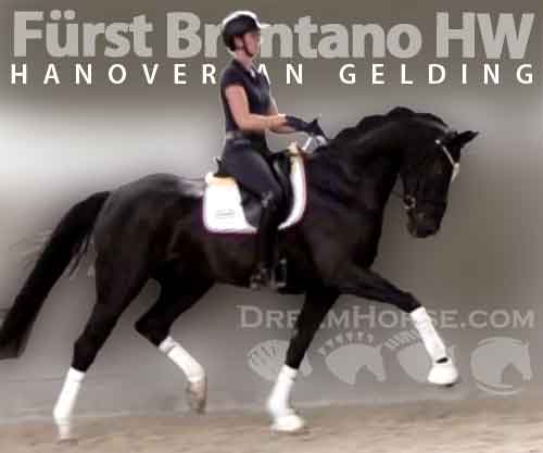 Horse ID: 2274457 Fürst Brentano HW at www.HWfarm.com