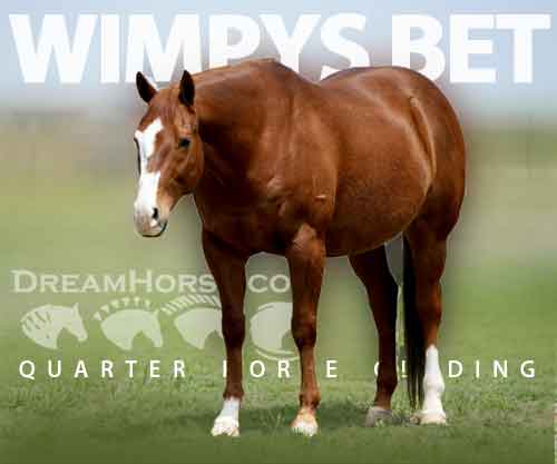 Horse ID: 2274563 WIMPYS BET