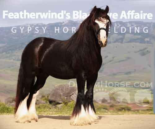 Horse ID: 2274570 ~ Featherwind's Black Tye Affaire ~