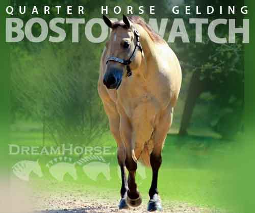 Horse ID: 2274659 BOSTON WATCH