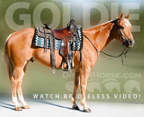 Horse ID: 2274673 Watch Bridleless Vdieo!