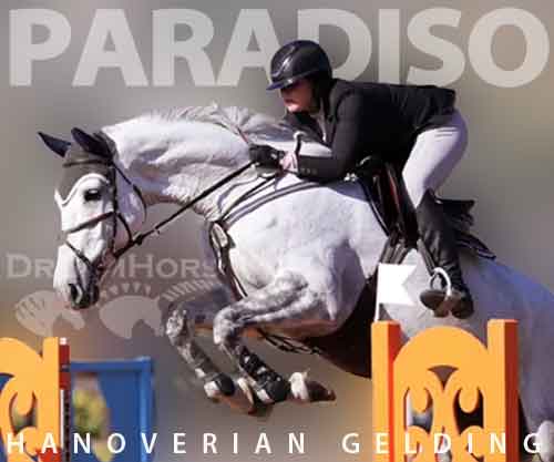 Horse ID: 2274791 Paradiso