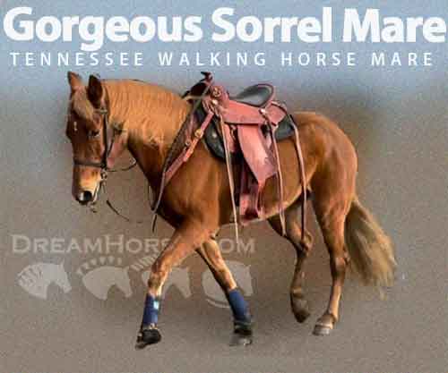 Horse ID: 2274825 Gorgeous Sorrel Mare