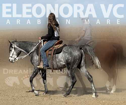 Horse ID: 2274856 Eleonora VC
