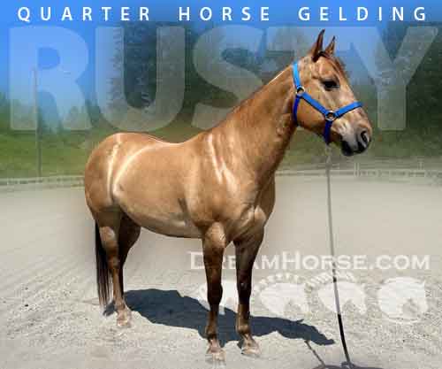 Horse ID: 2274929 Rusty