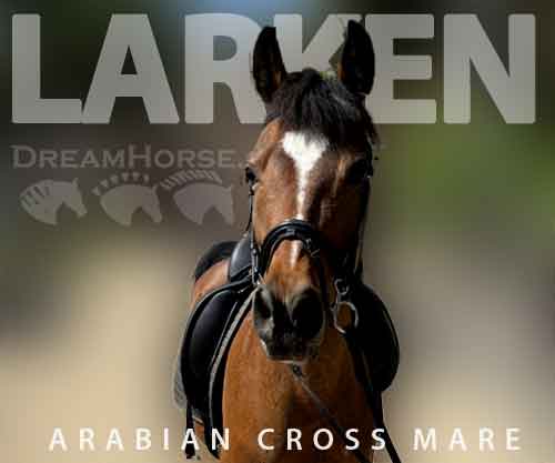 Horse ID: 2274958 Larken