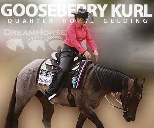 Horse ID: 2274972 Gooseberry Kurl
