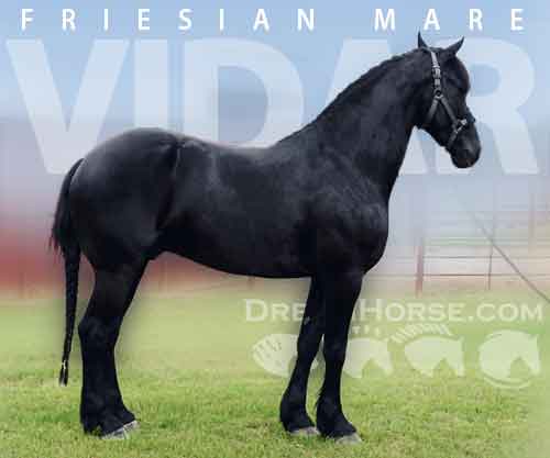 Horse ID: 2275025 Vidar