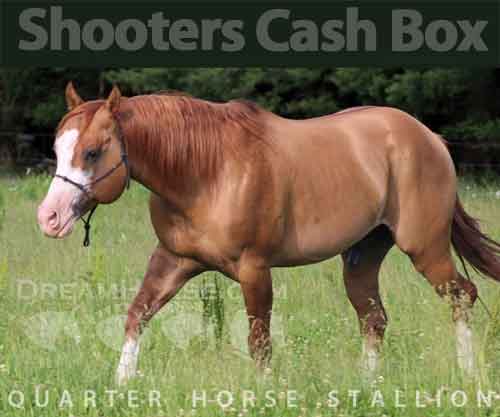 Horse ID: 2275061 Shooters Cash Box