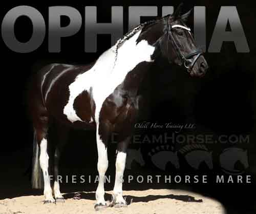 Horse ID: 2275068 Ophelia fan Ravens Ridge