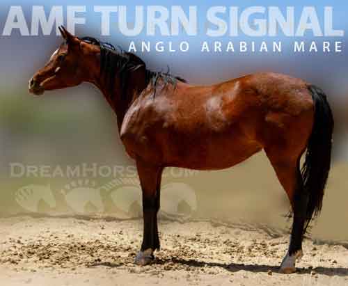 Horse ID: 2275100 AMF Turn Signal