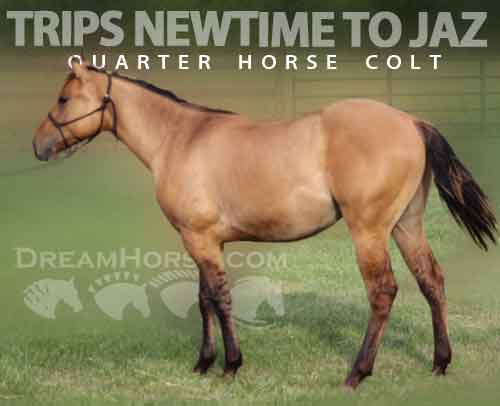 Horse ID: 2275158 TRIPS NEWTIME TO JAZ