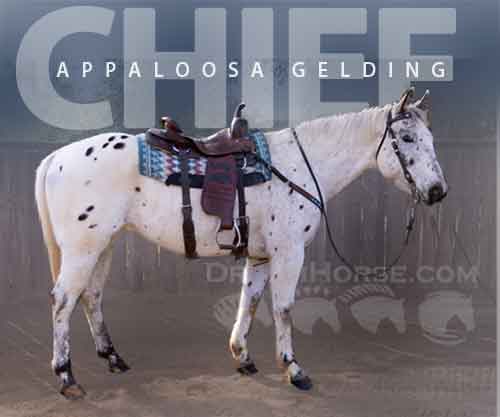 Horse ID: 2275195 Chief