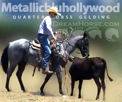 Horse ID: 2275234 Metallicbluhollywood