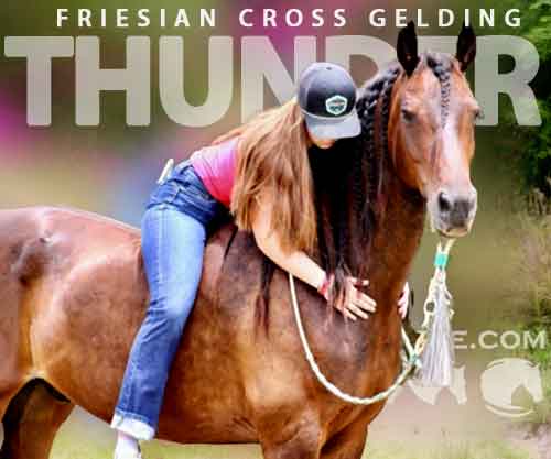 Horse ID: 2275279 Thunder