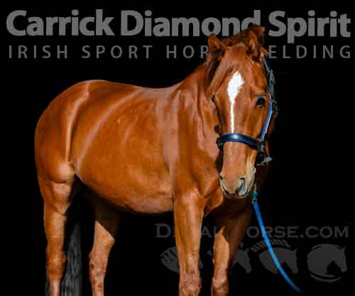 Horse ID: 2275315 Carrick Diamond Spirit