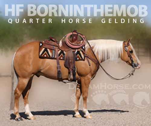 Horse ID: 2275322 HF BORNINTHEMOB