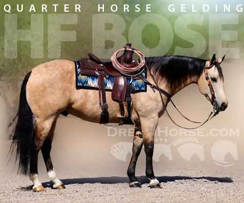 Horse ID: 2275325 HF BOSE