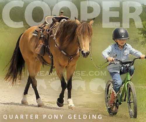 Horse ID: 2275329 Cooper