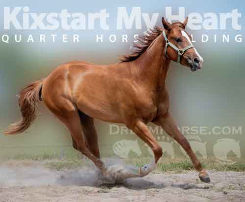 Horse ID: 2275397 Kixstart My Heart
