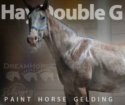 Horse ID: 2275423 Hay Double G