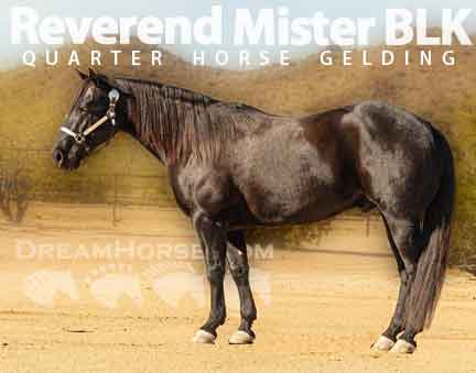 Horse ID: 2275434 Reverend Mister BLK