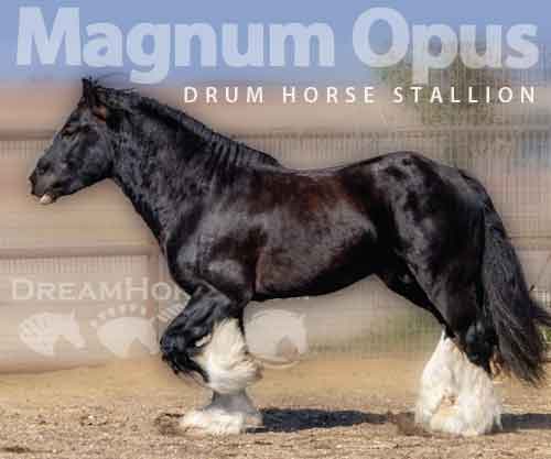Horse ID: 2275489 Magnum Opus