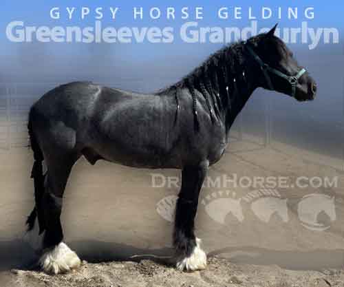 Horse ID: 2275527 Greensleeves Grandeurlyn