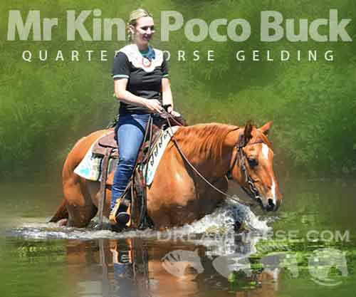 Horse ID: 2275560 Mr King Poco Buck