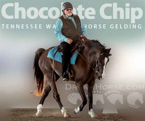Horse ID: 2275563 Chocolate Chip