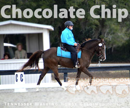 Horse ID: 2275563 Chocolate Chip