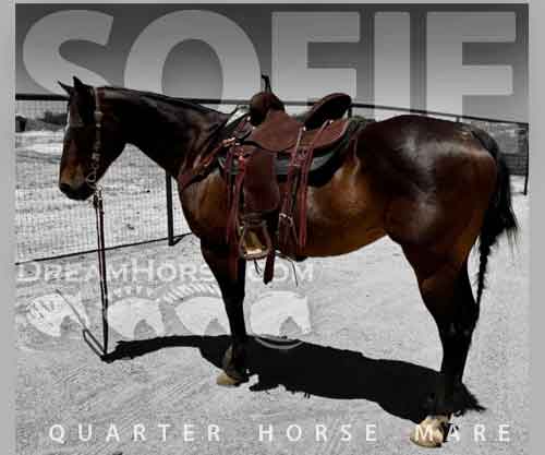 Horse ID: 2275573 Sofie
