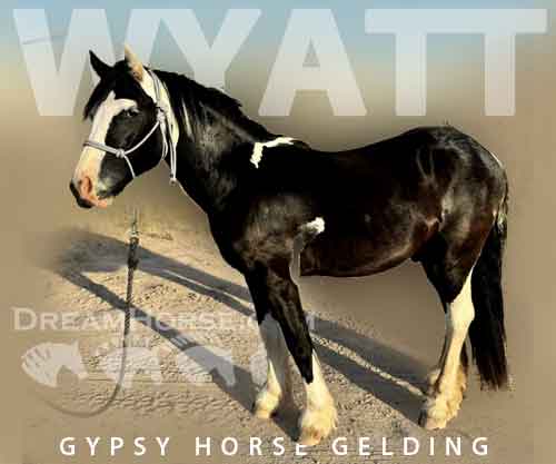 Horse ID: 2275578 GMDH Arrows Little Wyatt
