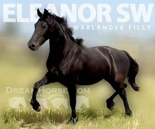 Horse ID: 2275639 Eleanor SW